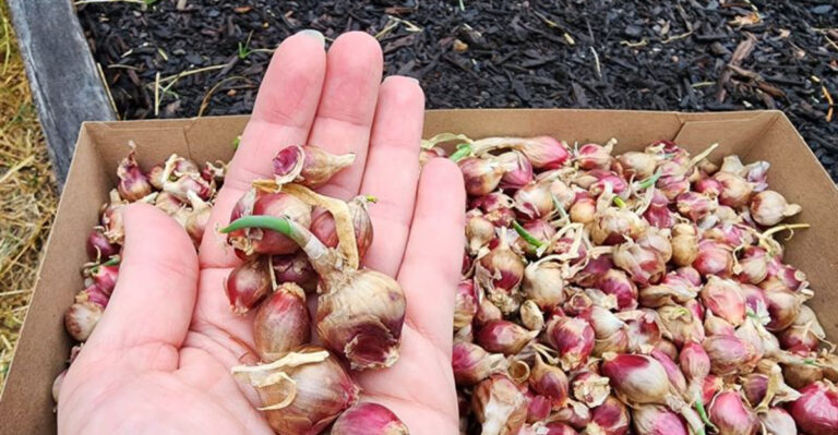 20 Easy Perennial Vegetables You Don’t Need to Replant