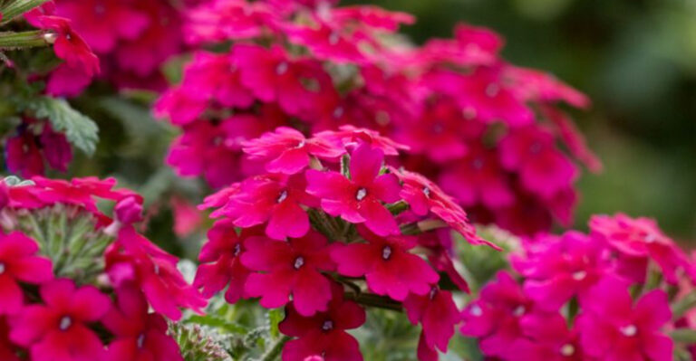 20 Flowers That Flourish in Wild and Untamed Gardens