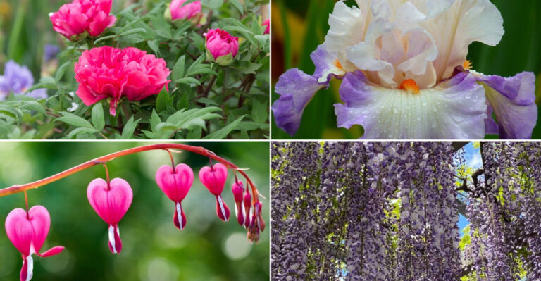 20 Gorgeous Flowers That Only Reveal Their Beauty in May