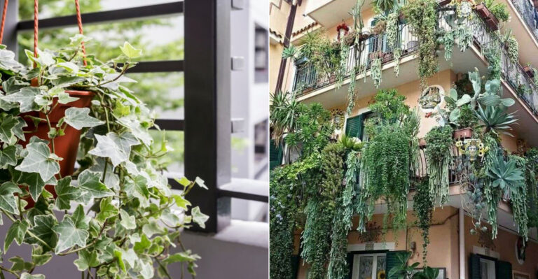 20 Gorgeous Plants That Instantly Transform Small Balconies into Lush Green Spaces