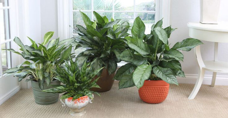20 Hassle-Free Houseplants That Belong in Every Home and 5 That Don’t