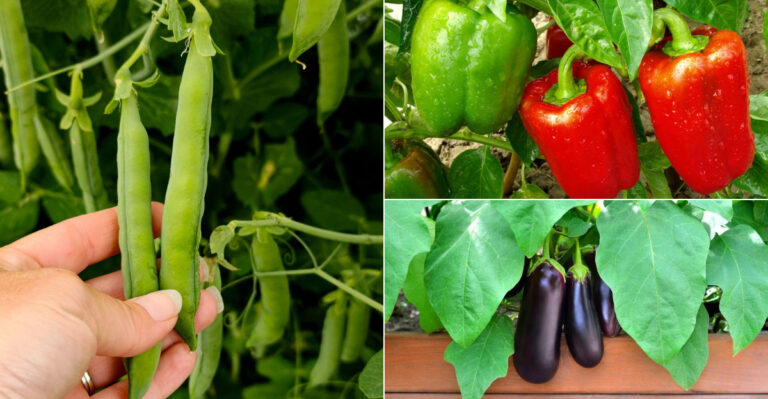 20 Homegrown Vegetables That Blow Supermarket Produce Away