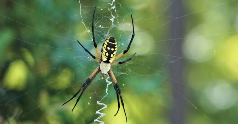 20 Misunderstood Truths About Spiders That Gardeners Need to Know