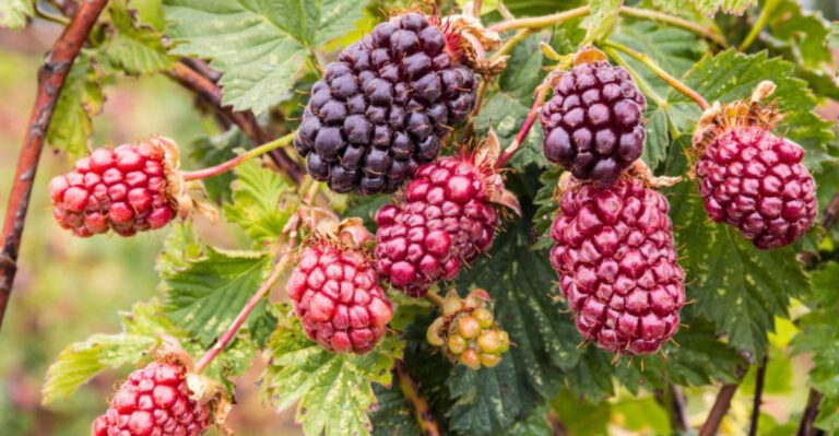 20 Mouthwatering Berries Every Gardener Should Grow