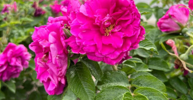 20 Pink Perennials You’ll See Every Year and 5 That Vanish After One Season