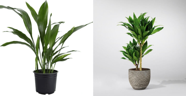 20 Plants That Quietly Serve a Powerful Purpose in Government Spaces