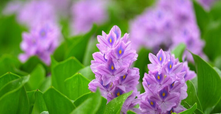 20 Popular Plants That Could Land You a Fine or Worse