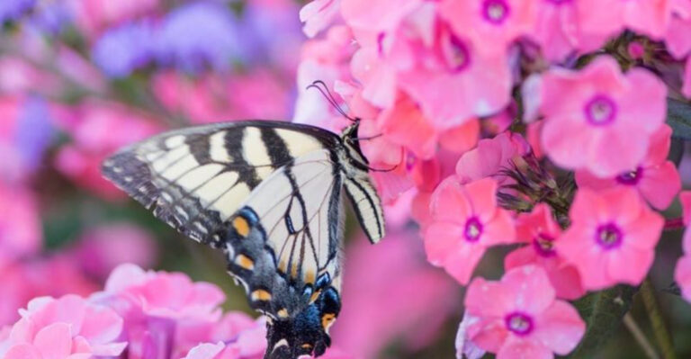 20 Summer-Blooming Plants That Will Keep Your Garden Glowing