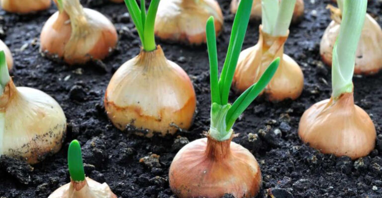 20 Surprising Plants That Pair Perfectly with Garlic