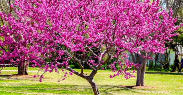 20 Tough Plants That Withstand the Wildest Winds