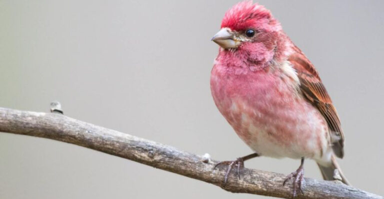 20 Unusually Colored Birds You Might Spot in Your Yard or Garden