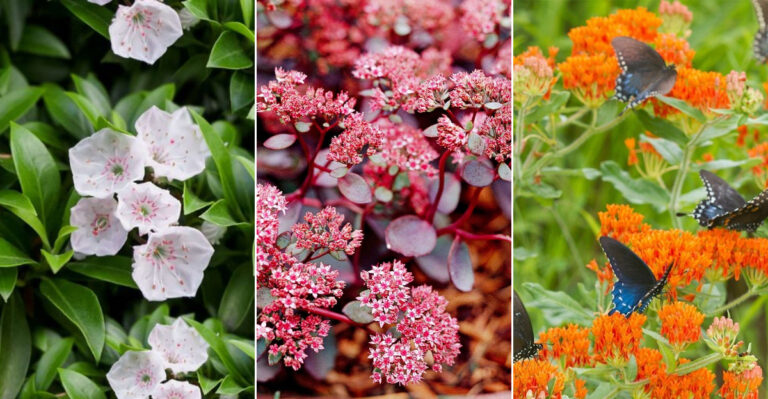 21 Tough Plants That Thrive in Both Scorching Heat and Freezing Cold