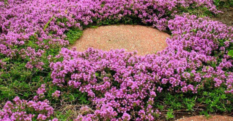 21 Under-the-Radar Plants That Mix Naturally with Lawn Grass