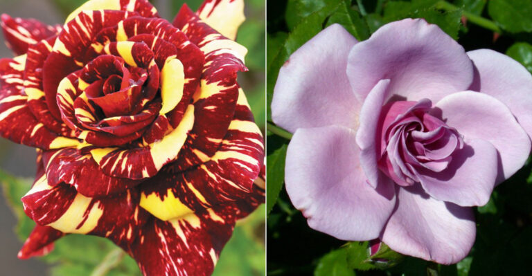 22 Breathtaking Roses Hidden From the Average Gardener