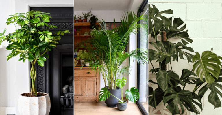 22 Lush-Looking Plants That Bring Jungle Vibes to Any Climate
