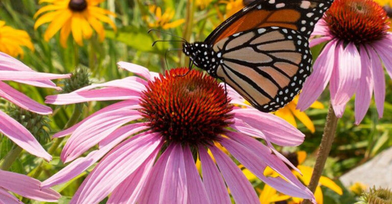 22 Perennials to Start Growing Now for a Jaw-Dropping Garden Transformation