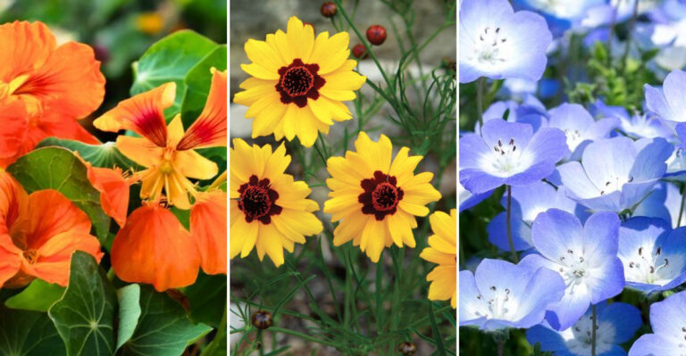 23 Fastest-Growing Annual Flowers That Bloom in Under 30 Days