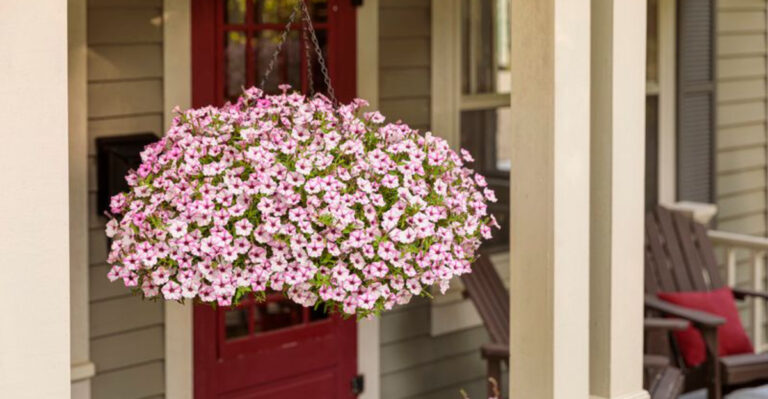 23 Gorgeous Plants Perfect for Any Patio Light Condition