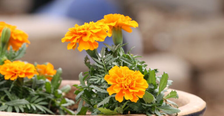 23 Plants That Will Flourish On Your Patio, Regardless Of Sun
