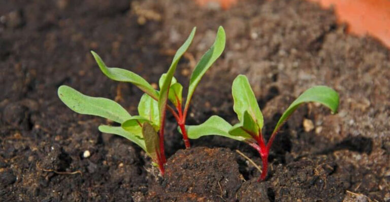 23 Seeds That Need a Head Start for Perfect May Planting