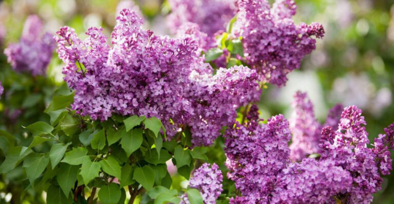 23 Shrubs You Should Never Prune Too Much — Or Risk Ruining Them