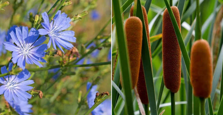 23 Wild Plants You Had No Idea Were Edible
