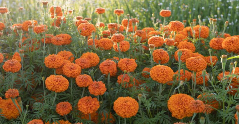 24 Beginner-Friendly Flowers Anyone Can Grow with Ease