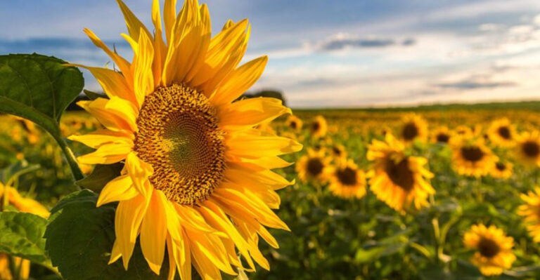 24 Gorgeous Flowers Every Farmhouse Garden Needs Right Now