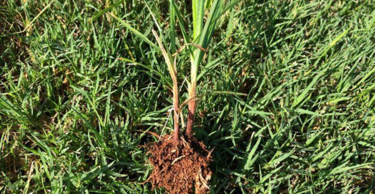 24 Proven Ways to Eliminate Nutsedge and Reclaim Your Yard