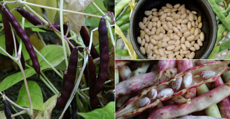 25 Amazing Bean Varieties Packed with Flavor and Health Benefits