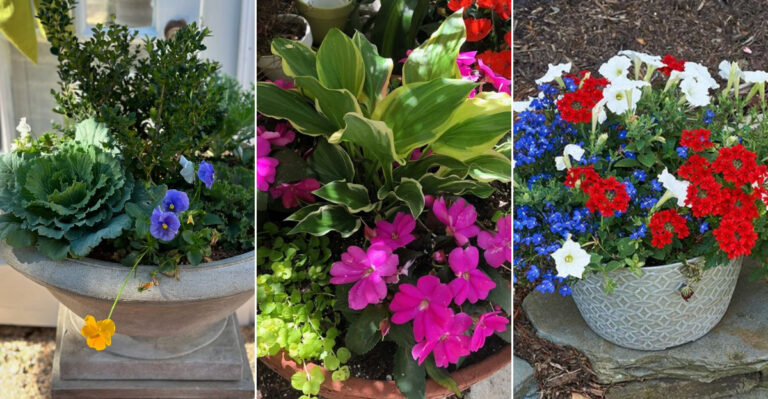 25 Foolproof Container Combos That Thrive Anywhere