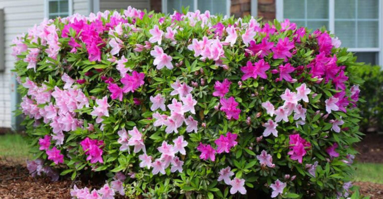 25 Genius Planting Tricks to Instantly Make Your Small Front Yard Look Bigger