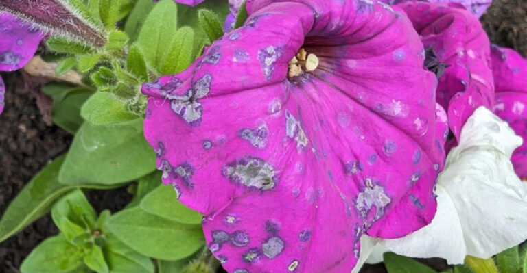 25 Gorgeous Flowers That Can’t Handle Spring Rain and What to Grow Instead