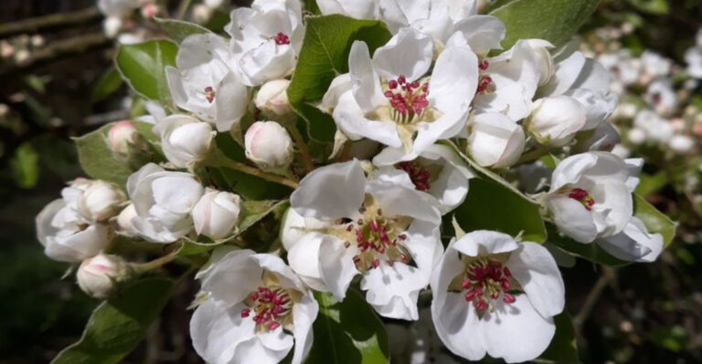 25 Gorgeous Shrubs That Secretly Clean Up Radioactive Soil