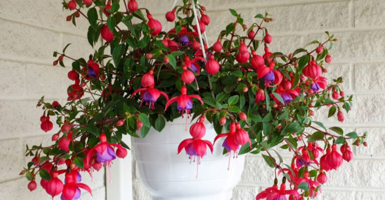 20 Hanging Basket Flowers That Attract Hummingbirds Better Than Feeders