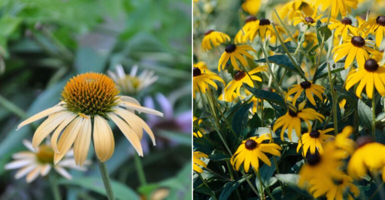 25 Hardy Perennials That Flourish in Every Part of Your Yard