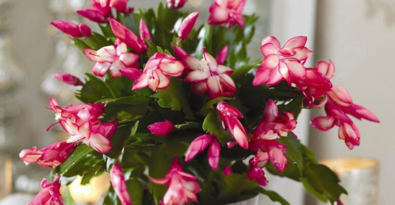 25 Ideal Plants for Gardeners Who Are Always on the Go