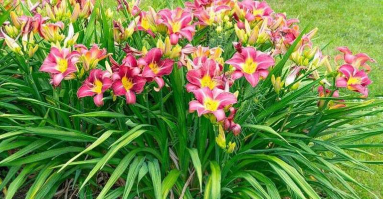 25 Resilient Plants That Won’t Die While You’re on Vacation