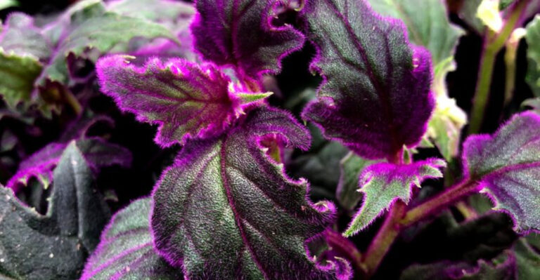 25 Stunning Plants With Purple and Green Leaves to Add Bold Color to Your Garden