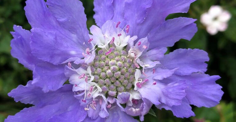 26 Stunning Perennial Flowers Made for Pots Plus 10 That Need Almost No Care
