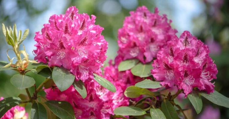 27 Elegant Plants That Could Put Pets and People in Danger