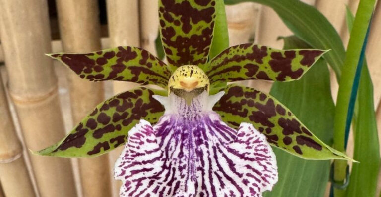 27 Rare Wild Orchids That Will Instantly Elevate Your Garden’s Charm