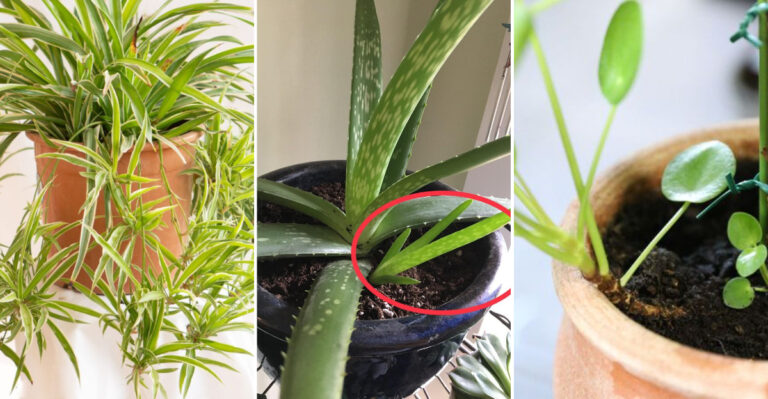 30 Easy-Care Houseplants That Multiply on Their Own (Perfect for Beginners!)