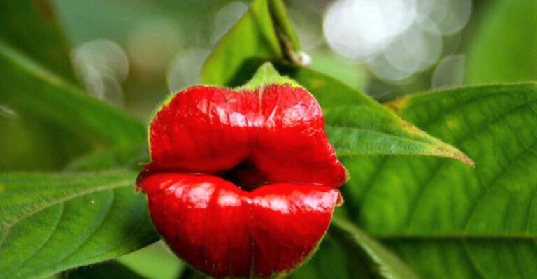 30 Exotic Plants From Deep Jungles That Will Blow Your Mind
