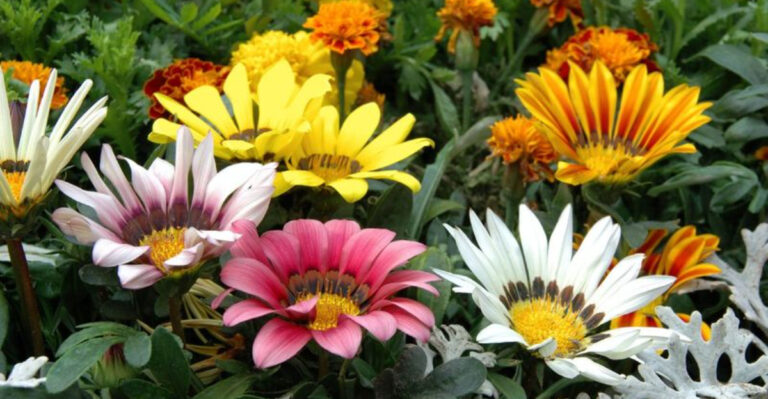 30 Long-Blooming Flowers That Thrive in Raised Beds