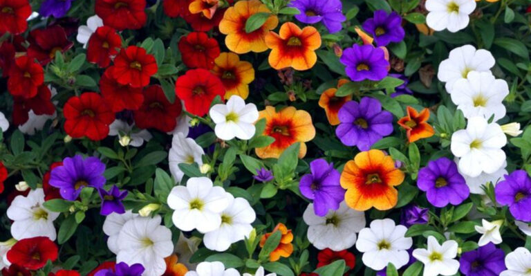 31 Cheap Flowers To Plant That Will Make Your Garden Pop