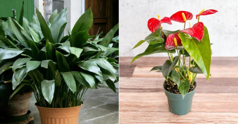 32 Indoor Plants That Double With Just One Simple Trick