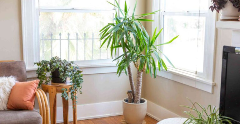 32 Popular Houseplants You Should Never Keep Inside (Here’s Why!)