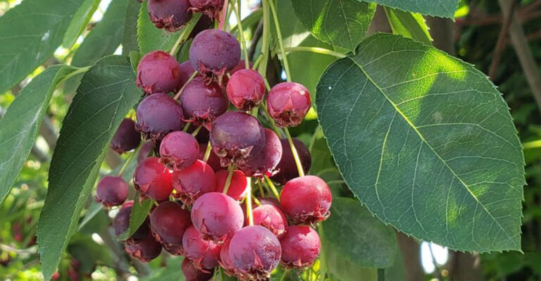 33 Native U.S. Plants Every Survival Garden Needs