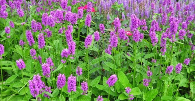 33 Rarely Grown Herbs That Will Take Your Garden to the Next Level